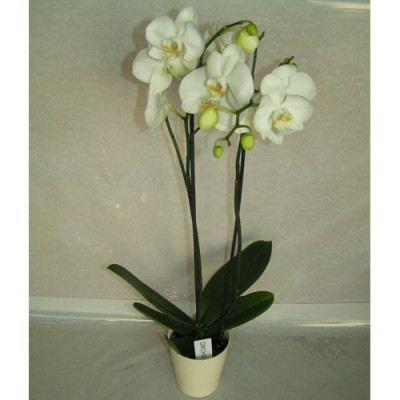 Orchidaia Falenops Amalida 1