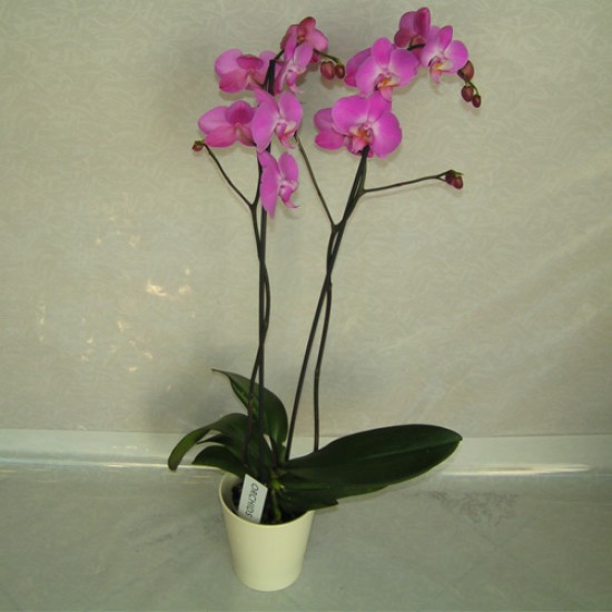 Orchidaia Pink Falenops Amaliada 2
