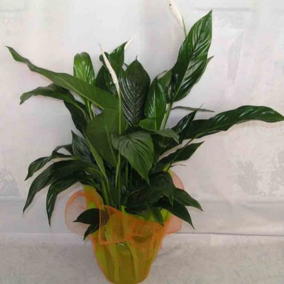 Send Flowers and Plants Patra 24