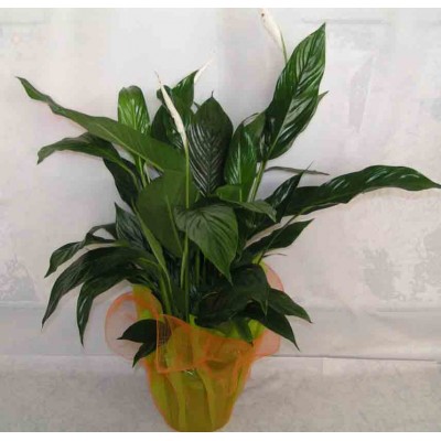 Send Flowers and Plants Patra 24