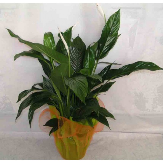 Spathifillo Amaliada 06