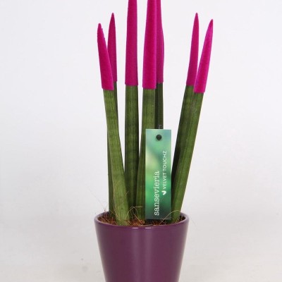 Sanseveria Red F15