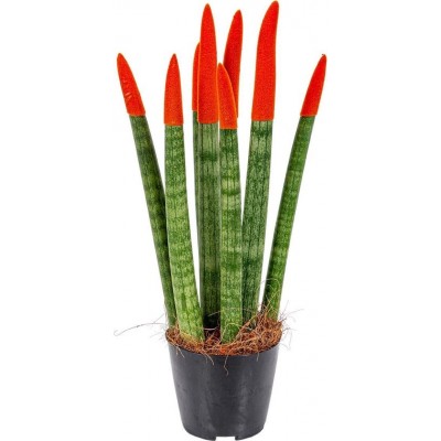 Sanseveria Red F13