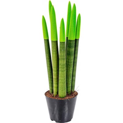 Sanseveria Green F1