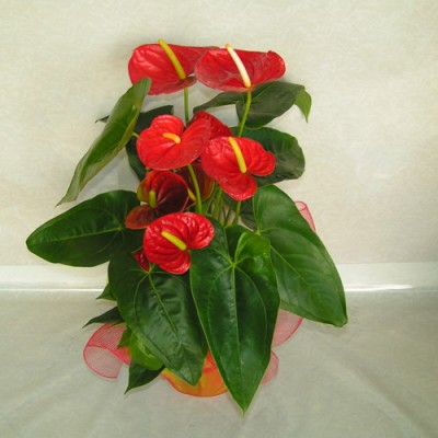 Anthurium F3