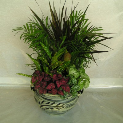 Arrangment Plant Amaliada 7