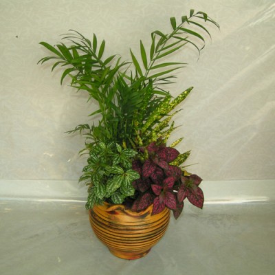 Collection Plants F9